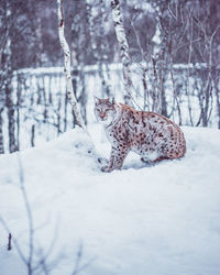 Lynx on snow covered land