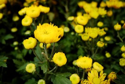 Close-up of yellow flowering plant