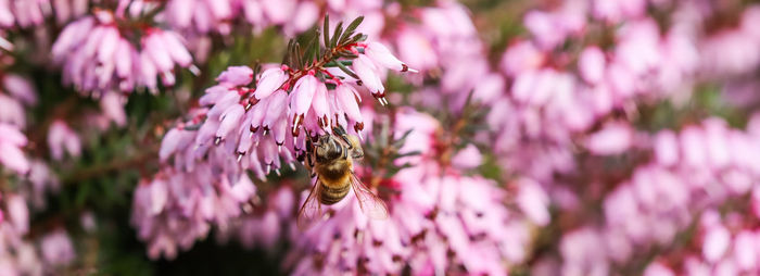 Close-up of bee pollinating on pink flower