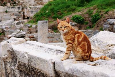 Portrait of cat by wall