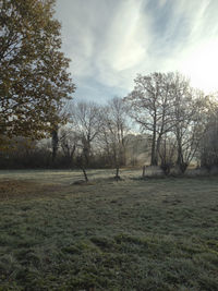 Trees on field against sky