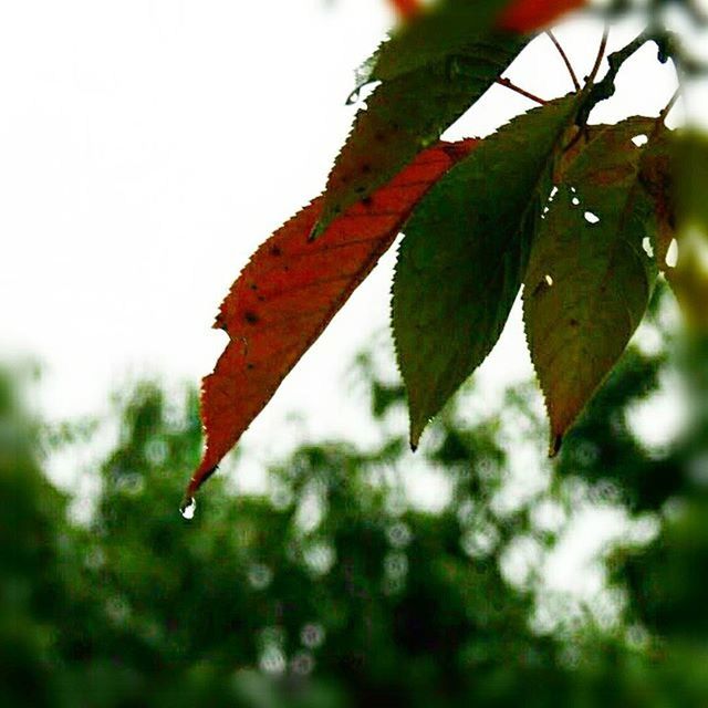 leaf, focus on foreground, autumn, close-up, leaf vein, season, change, growth, nature, leaves, branch, tree, beauty in nature, plant, day, selective focus, twig, green color, orange color, red