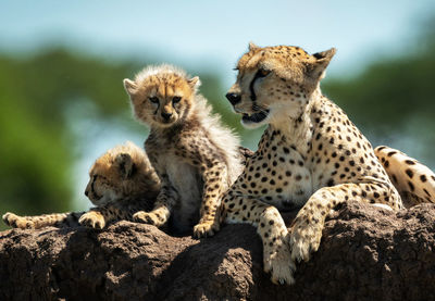 View of a reptile on rock
