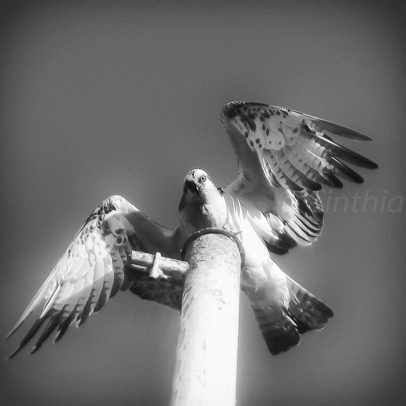 LOW ANGLE VIEW OF SEAGULLS PERCHING ON WOODEN POST