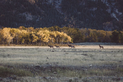 Deer walking on field against mountain