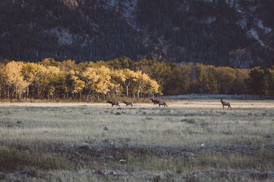 View of sheep on field