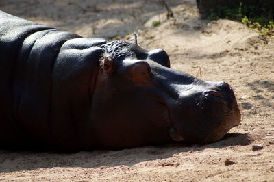 Close-up of a cat lying on land