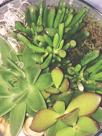 High angle view of cactus growing on plant