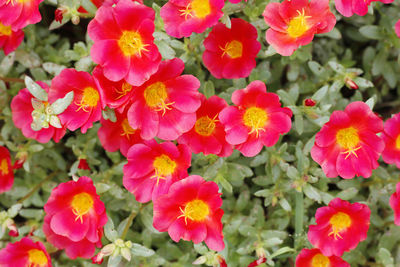 Close-up of fresh pink flowers