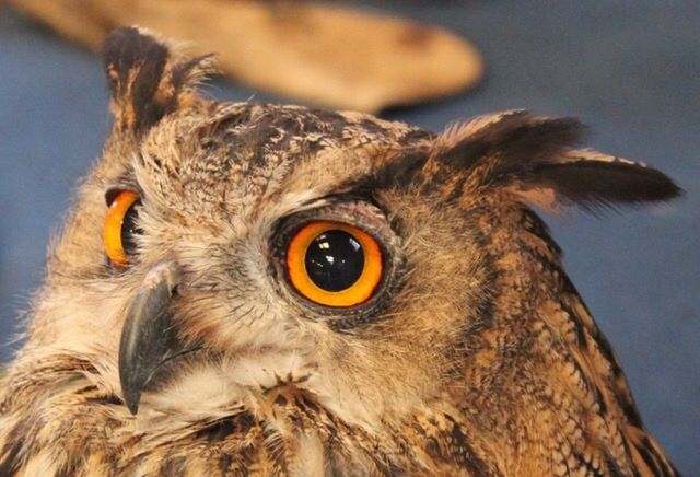 one animal, animal themes, bird, close-up, animal, animal body part, bird of prey, animals in the wild, animal wildlife, vertebrate, eye, animal eye, beak, no people, animal head, owl, nature, focus on foreground, portrait, day, mouth open