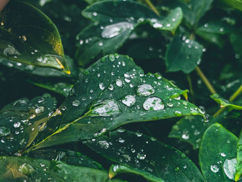 Close-up of wet plant leaves during rainy season