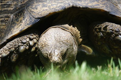 Close-up of a turtle