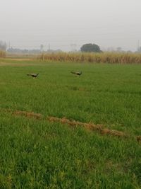 Scenic view of grassy field against sky