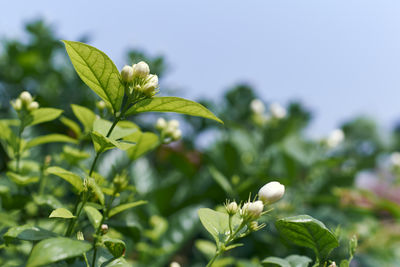 Close-up of white flowering plant