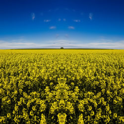 Scenic view of oilseed rape field against sky