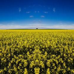 Scenic view of oilseed rape field against sky