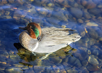 Close-up of duck floating on lake