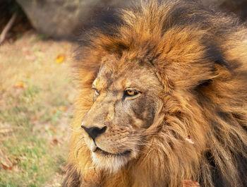 Close-up of a cat looking away
