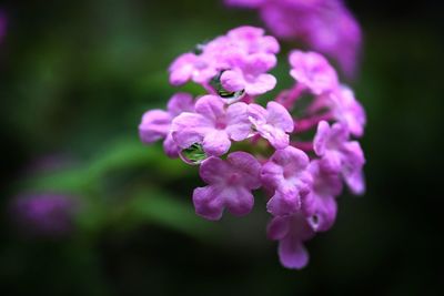 Close-up of purple flowers