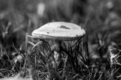 Close-up of mushroom growing on field