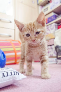 Close-up portrait of kitten on carpet at home