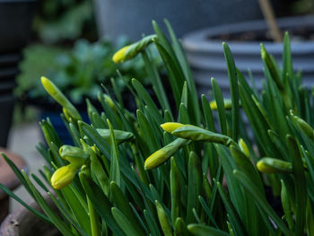 Close-up of green plant