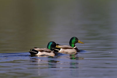 Mallard swimming on the water