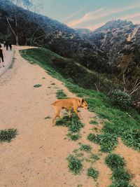 View of a dog on the road