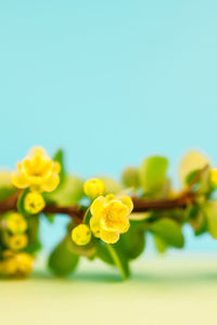 Close-up of yellow flowering plant against white background