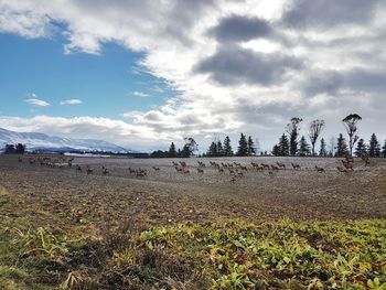 Cows grazing on field against sky