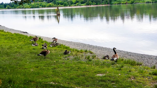 Ducks in a lake