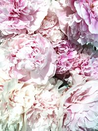 Full frame shot of pink flowers