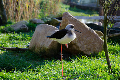 Bird on grass