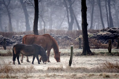 Horses in a field