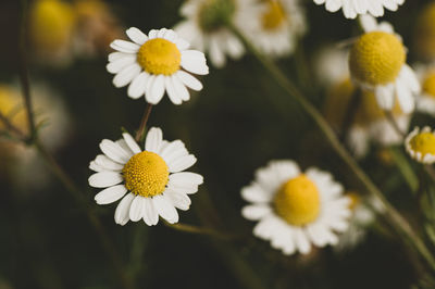 Close-up of white daisy flowers