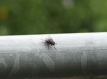 Close-up of fly on wooden railing