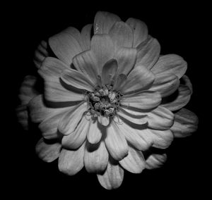 Close-up of flowering plant against black background