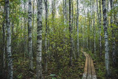 Panoramic shot of pine trees in forest