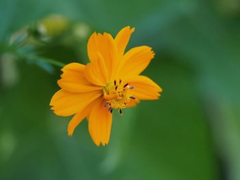 Close-up of yellow flower against blurred background