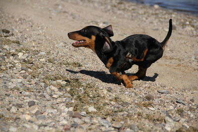 Black dog lying on sand