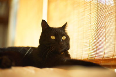 A black cat relaxing by the window of a japanese-style room with bamboo blinds