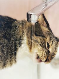 Close-up of cat drinking glass