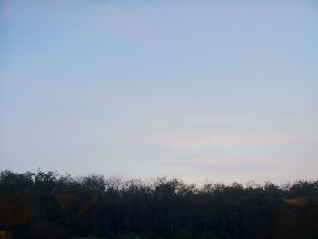 Trees against clear sky