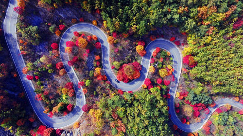 High angle view of plants by trees during autumn