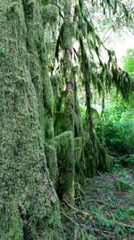 Trees in forest