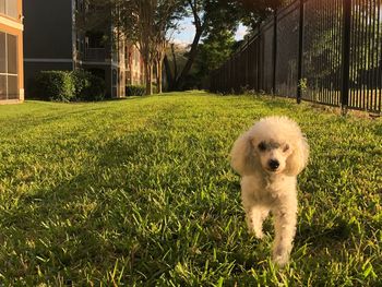 Dog on field