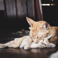 Cat sleeping with kitten on floor