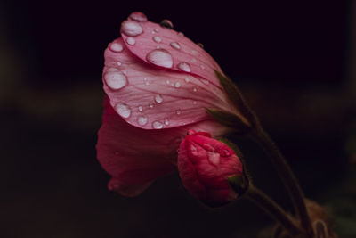 Close-up of raindrops on pink rose