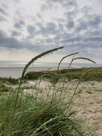 Grass growing on beach against sky