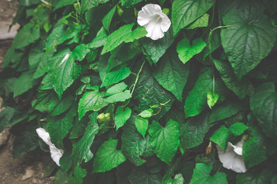 Green leaves, plants, nature, beauty